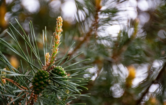 Herbatka z igieł sosnowych - przepis. Skąd wziąć igły sosny?