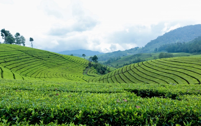 Herbata z Bangladeszu. Największe plantacje na świecie znajdują się właśnie tutaj