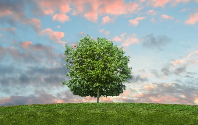 Kupujesz przyprawy, sadzisz drzewo