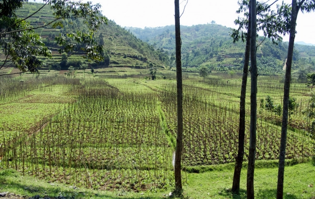 Podróże z kawą: Rwanda