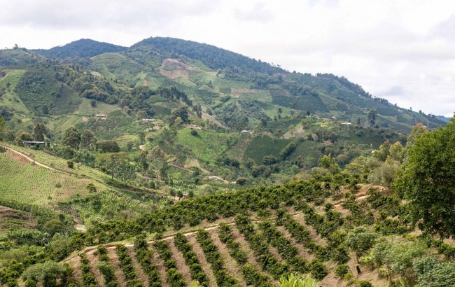 Dążenie do perfekcji - farma Finca Monteblanco