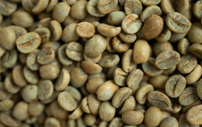 Coffea canephora to nie tylko robusta. Czym różni się od kawy arabiki i skąd jej rosnąca popularność?