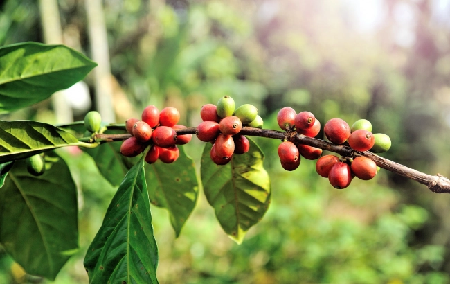 Coffea stenophylla, kawa z Sierra Leone. Roślina, która może uratować przemysł kawowy