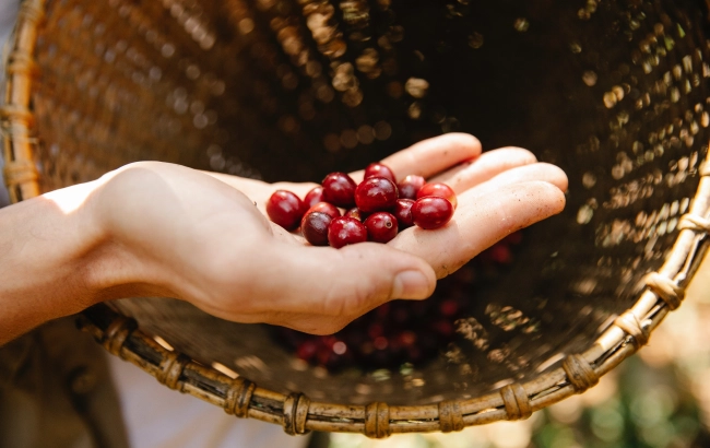 Czy istnieje związek między regionem pochodzenia ziaren a ich smakiem?