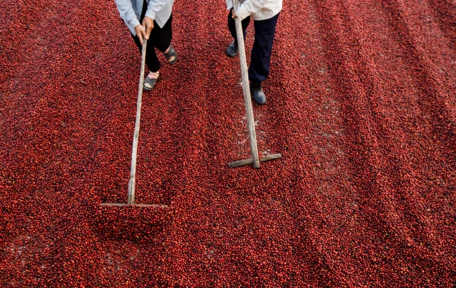 Produkcja kawy w Brazylii i Kolumbii