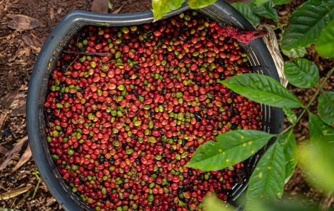 Historia uprawy kawy w Brazylii