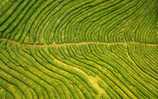 Odkryj tajemnice herbaty Darjeeling - najlepsze indyjskie herbaty na świecie