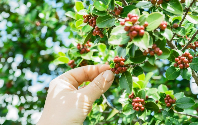 Noworoczne postanowienia: więcej przyjemności z filiżanką kawy
