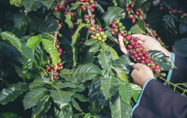 PIJALNY PRODUKT UBOCZNY CASCARA