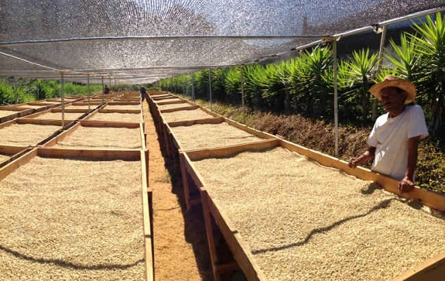 METODY OBRÓBKI KAWY - część I