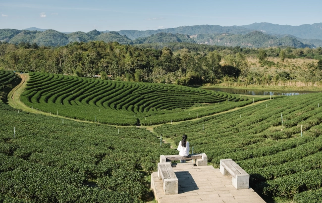 Wybierz się w podróż i poznaj niezwykłe rodzaje kawy z całego świata!