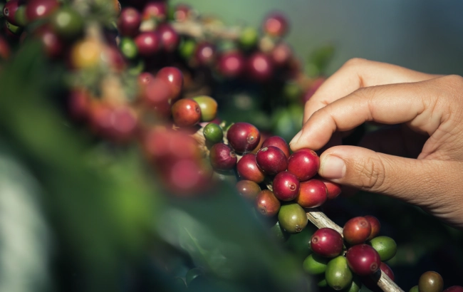 Kawa ziarnista Arabica 100%. Gatunki kawy z Peru - Arabica czy Robusta?