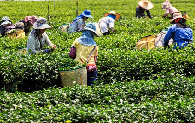 Herbata z certyfikatem ECO, BIO, Organic, Fair Trade