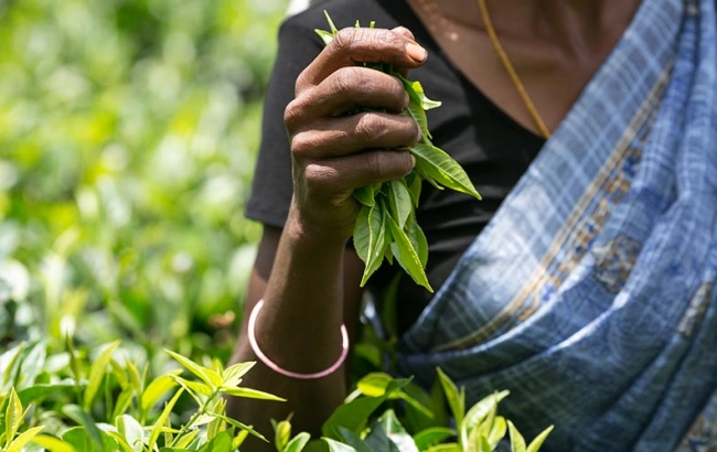 Oznaczenia w opisach herbat. Co znaczy FTGFOP, GFBOP, BMF?