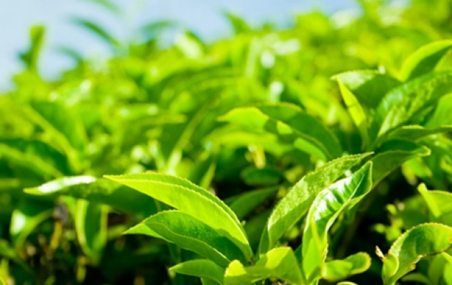 Herbata First Flush i Second Flush. Czym się różnią?