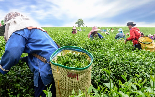Rodzaje herbaty z Indii: Assam, Darjeeling, Nilgiri. Czym się różnią?