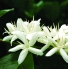 Panama Geisha La Esmeralda Natural waga 200