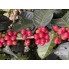 Honduras Finca El Puente Natural Catuai waga 250g zmielona do kawiarka (moka)