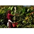 Guatemala Huehuetenango La Maravilla Washed waga 250g mielenie kawiarka (moka)
