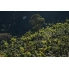 Poranne Przelewki Guatemala La Maravilla Washed kawa ziarnista waga 250