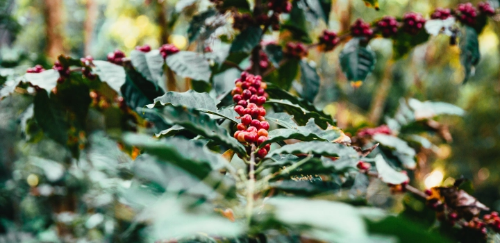 Odmiana kawy: TYPICA