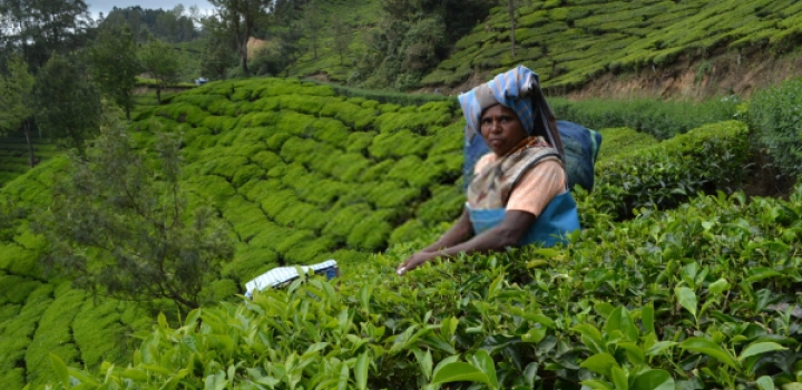 Jakie odmiany i ile herbaty produkuje Kenia?