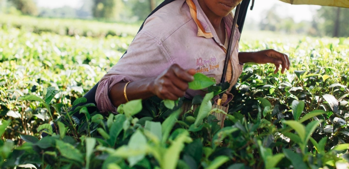 Herbata w Indiach. Historia i rodzaje herbat z Assam, Dardżylingu, Nilgiri i innych regionów