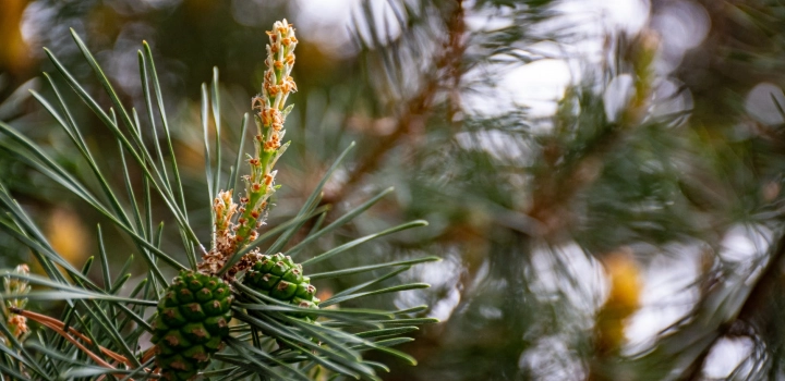 Herbatka z igieł sosnowych - przepis. Skąd wziąć igły sosny?