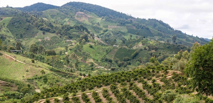 Dążenie do perfekcji - farma Finca Monteblanco