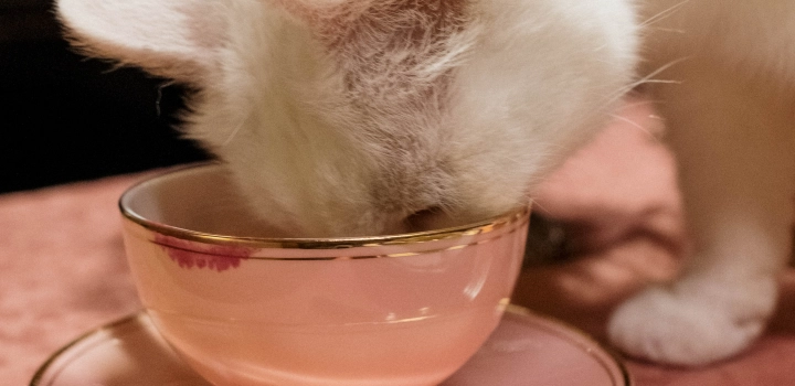 Tea pets, herbaciane zwierzaki - co to jest? Jak ich używać i jak je przechowywać?