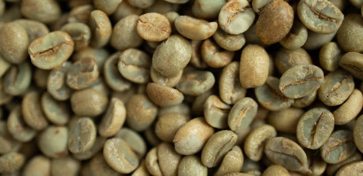 Coffea canephora to nie tylko robusta. Czym różni się od kawy arabiki i skąd jej rosnąca popularność?