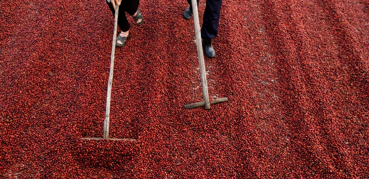 Produkcja kawy w Brazylii i Kolumbii