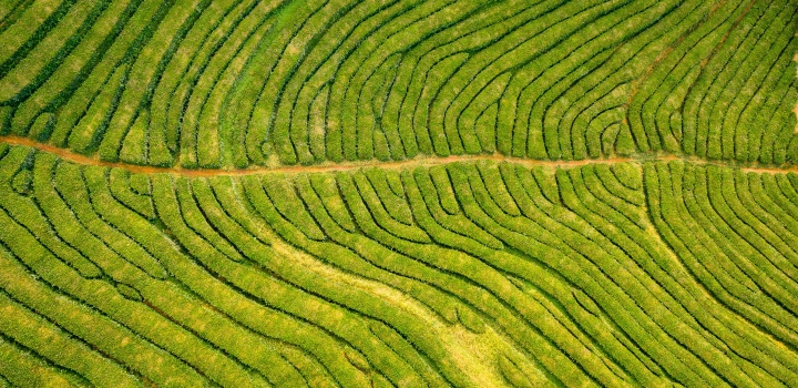 Odkryj tajemnice herbaty Darjeeling - najlepsze indyjskie herbaty na świecie