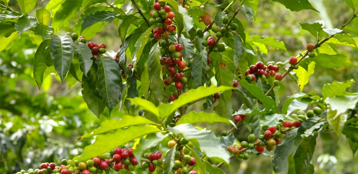 Timor Wschodni - wyspiarski raj kawowy