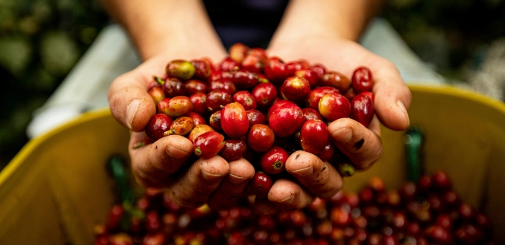 Kawa Liberica lub Coffea Liberica. Trzeci najpopularniejszy gatunek kawy obok Arabiki i Robusty