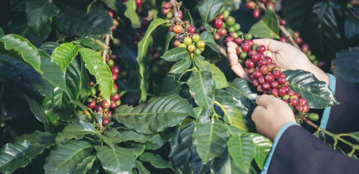 Gatunki kawy: Arabica i Robusta - różnorodność smaków kawowych