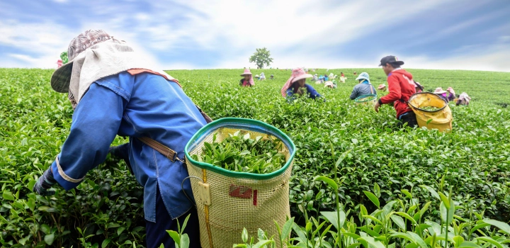 Rodzaje herbaty z Indii: Assam, Darjeeling, Nilgiri. Czym się różnią?