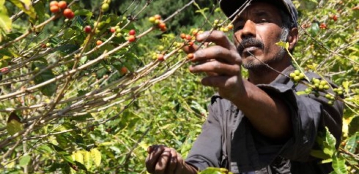 Fair Trade - co to właściwie jest?