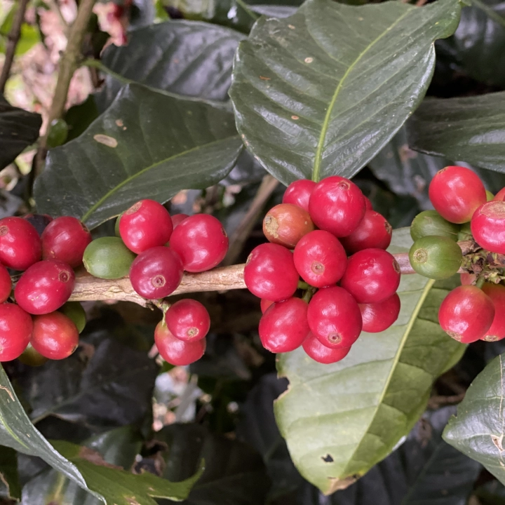Honduras Finca El Puente Natural Catuai waga 1000 - zdjęcie 1